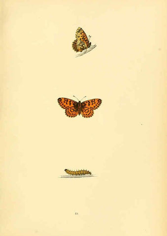 Reproducción/Reproduction 6073073697: A history of British butterflies London :John C. Nimmo,1890
