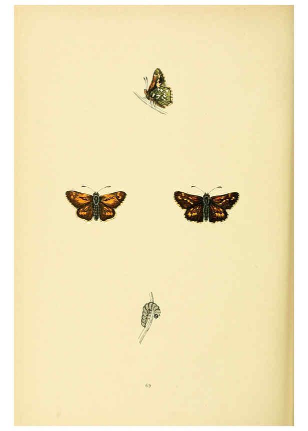 Reproducción/Reproduction 6073079743: A history of British butterflies London :John C. Nimmo,1890
