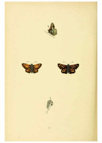 Reproducción/Reproduction 6073079743: A history of British butterflies London :John C. Nimmo,1890