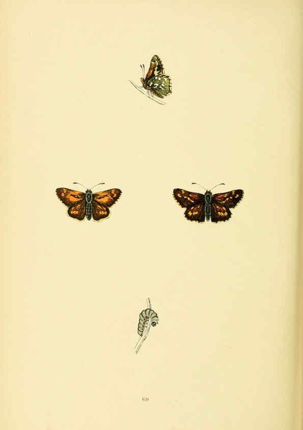Reproducción/Reproduction 6073079743: A history of British butterflies London :John C. Nimmo,1890
