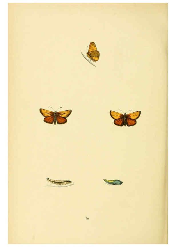 Reproducción/Reproduction 6073620692: A history of British butterflies London :John C. Nimmo,1890