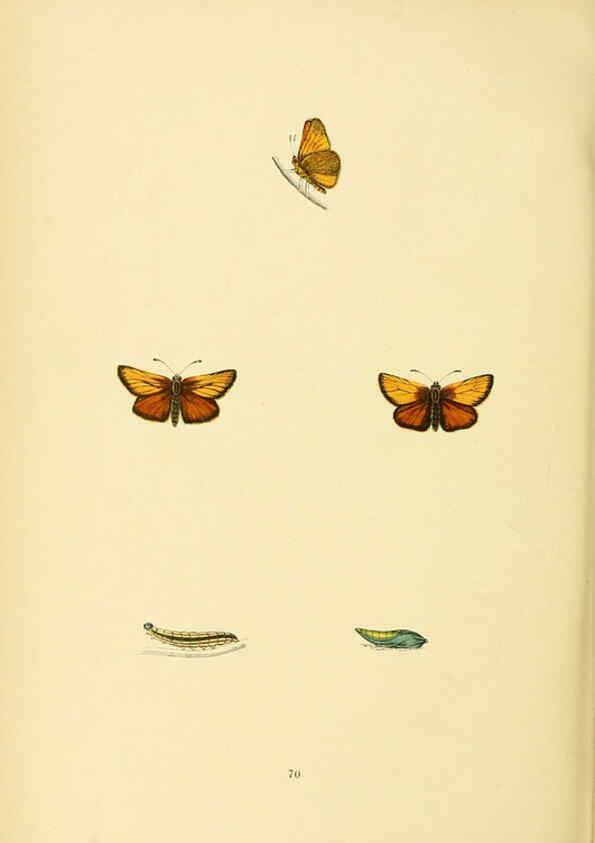 Reproducción/Reproduction 6073620692: A history of British butterflies London :John C. Nimmo,1890