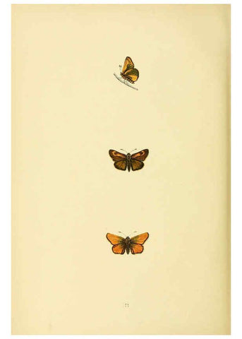 Reproducción/Reproduction 6073620904: A history of British butterflies London :John C. Nimmo,1890