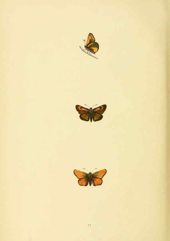 Reproducción/Reproduction 6073620904: A history of British butterflies London :John C. Nimmo,1890