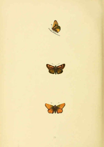 Reproducción/Reproduction 6073620904: A history of British butterflies London :John C. Nimmo,1890