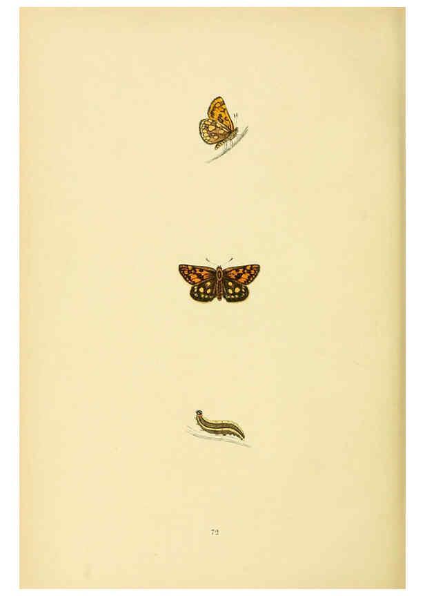 Reproducción/Reproduction 6073080765: A history of British butterflies London :John C. Nimmo,1890