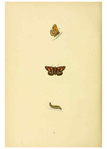 Reproducción/Reproduction 6073080765: A history of British butterflies London :John C. Nimmo,1890