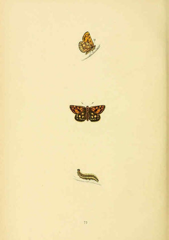 Reproducción/Reproduction 6073080765: A history of British butterflies London :John C. Nimmo,1890