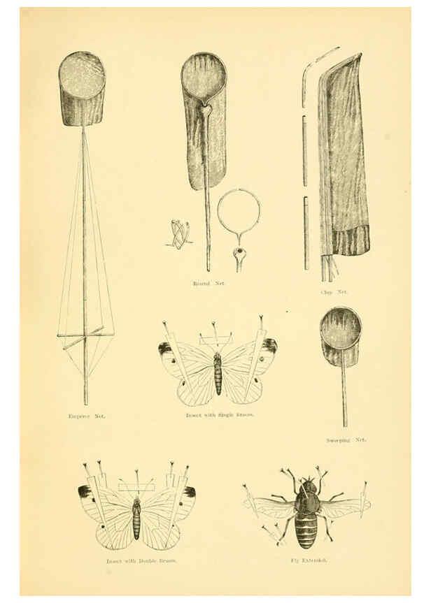 Reproducción/Reproduction 6073081283: A history of British butterflies London :John C. Nimmo,1890