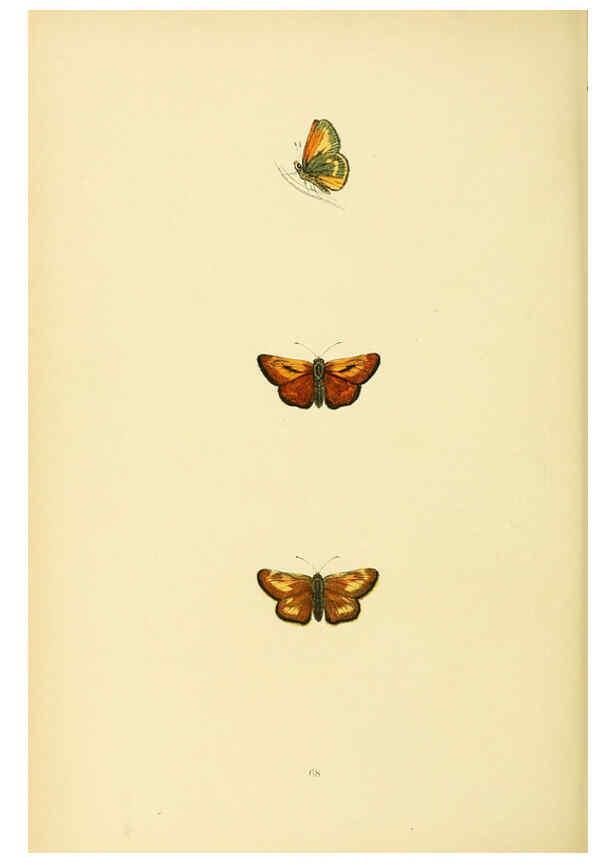 Reproducción/Reproduction 6073079541: A history of British butterflies London :John C. Nimmo,1890