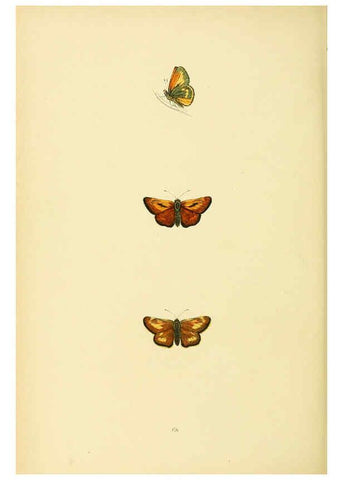 Reproducción/Reproduction 6073079541: A history of British butterflies London :John C. Nimmo,1890