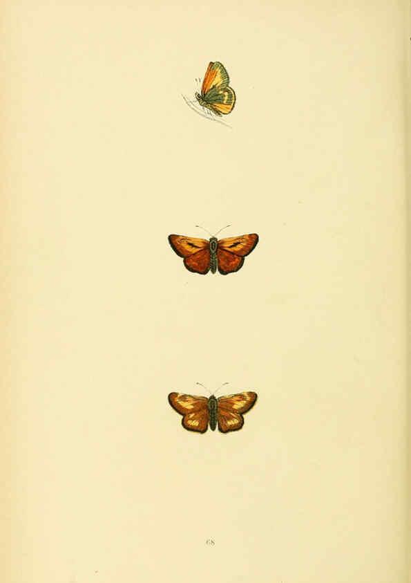 Reproducción/Reproduction 6073079541: A history of British butterflies London :John C. Nimmo,1890