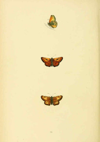 Reproducción/Reproduction 6073079541: A history of British butterflies London :John C. Nimmo,1890