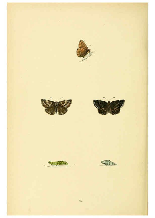 Reproducción/Reproduction 6073619866: A history of British butterflies London :John C. Nimmo,1890