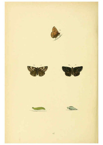 Reproducción/Reproduction 6073619866: A history of British butterflies London :John C. Nimmo,1890