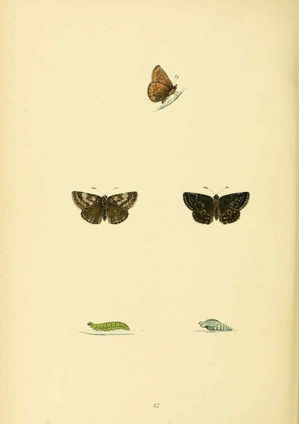 Reproducción/Reproduction 6073619866: A history of British butterflies London :John C. Nimmo,1890