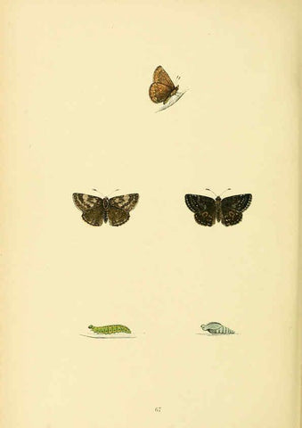 Reproducción/Reproduction 6073619866: A history of British butterflies London :John C. Nimmo,1890