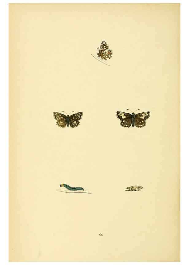 Reproducción/Reproduction 6073619634: A history of British butterflies London :John C. Nimmo,1890