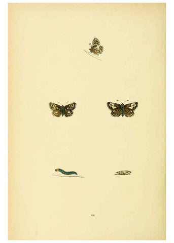 Reproducción/Reproduction 6073619634: A history of British butterflies London :John C. Nimmo,1890
