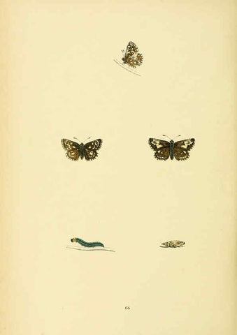 Reproducción/Reproduction 6073619634: A history of British butterflies London :John C. Nimmo,1890