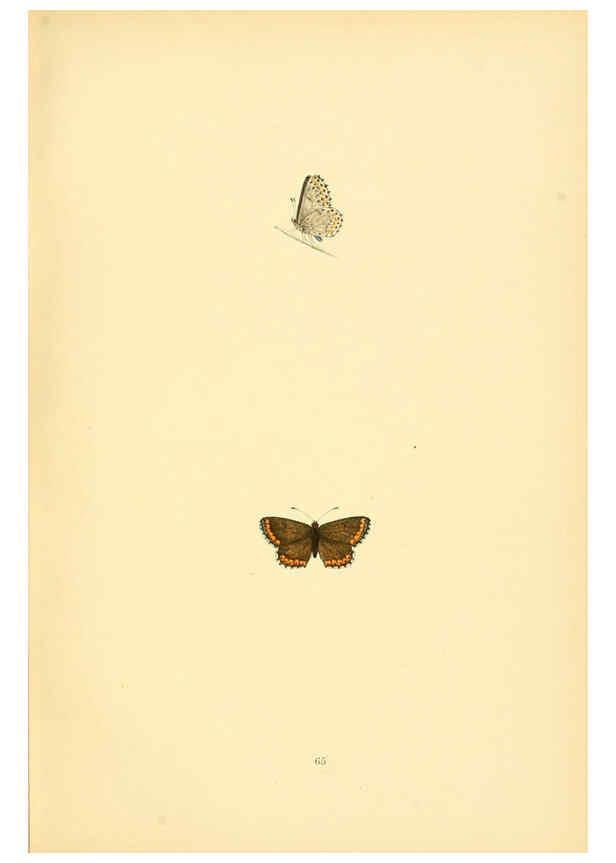 Reproducción/Reproduction 6073078763: A history of British butterflies London :John C. Nimmo,1890