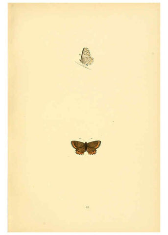 Reproducción/Reproduction 6073078763: A history of British butterflies London :John C. Nimmo,1890