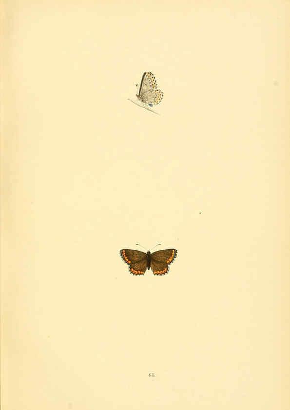 Reproducción/Reproduction 6073078763: A history of British butterflies London :John C. Nimmo,1890