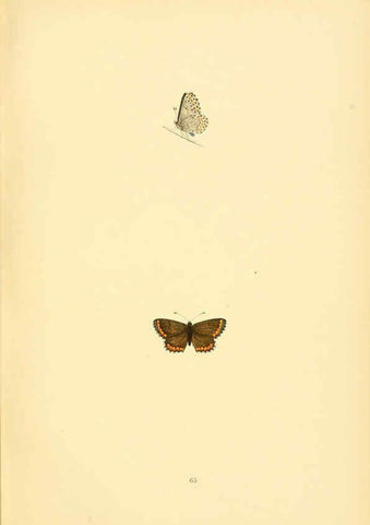 Reproducción/Reproduction 6073078763: A history of British butterflies London :John C. Nimmo,1890