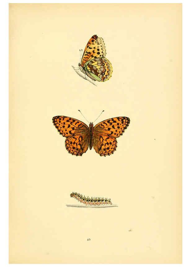 Reproducción/Reproduction 6073074035: A history of British butterflies London :John C. Nimmo,1890