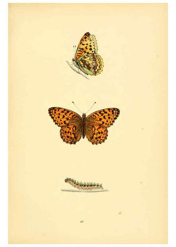 Reproducción/Reproduction 6073074035: A history of British butterflies London :John C. Nimmo,1890