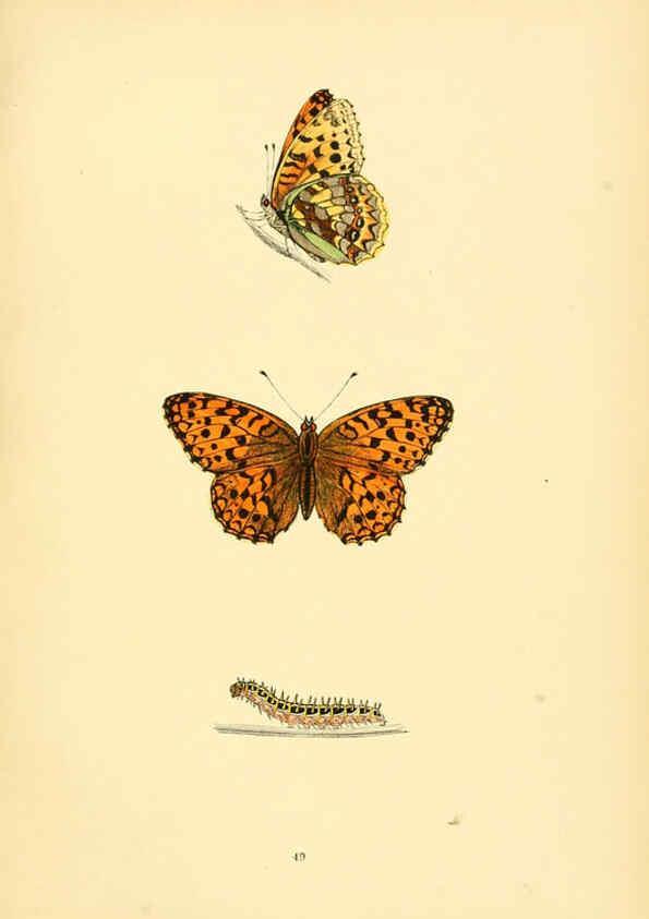 Reproducción/Reproduction 6073074035: A history of British butterflies London :John C. Nimmo,1890