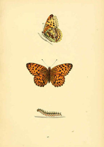Reproducción/Reproduction 6073074035: A history of British butterflies London :John C. Nimmo,1890