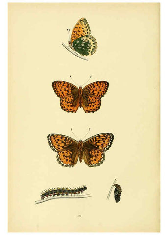 Reproducción/Reproduction 6073614818: A history of British butterflies London :John C. Nimmo,1890