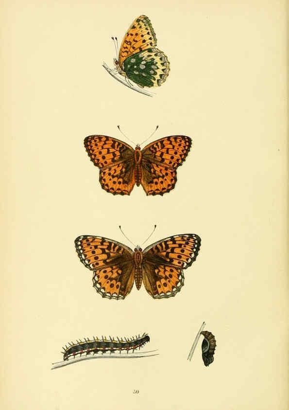 Reproducción/Reproduction 6073614818: A history of British butterflies London :John C. Nimmo,1890