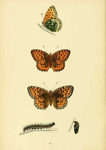 Reproducción/Reproduction 6073614818: A history of British butterflies London :John C. Nimmo,1890