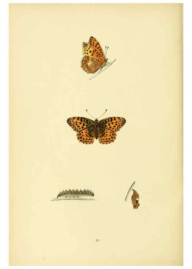 Reproducción/Reproduction 6073074855: A history of British butterflies London :John C. Nimmo,1890