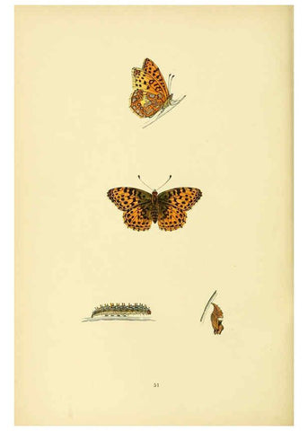Reproducción/Reproduction 6073074855: A history of British butterflies London :John C. Nimmo,1890