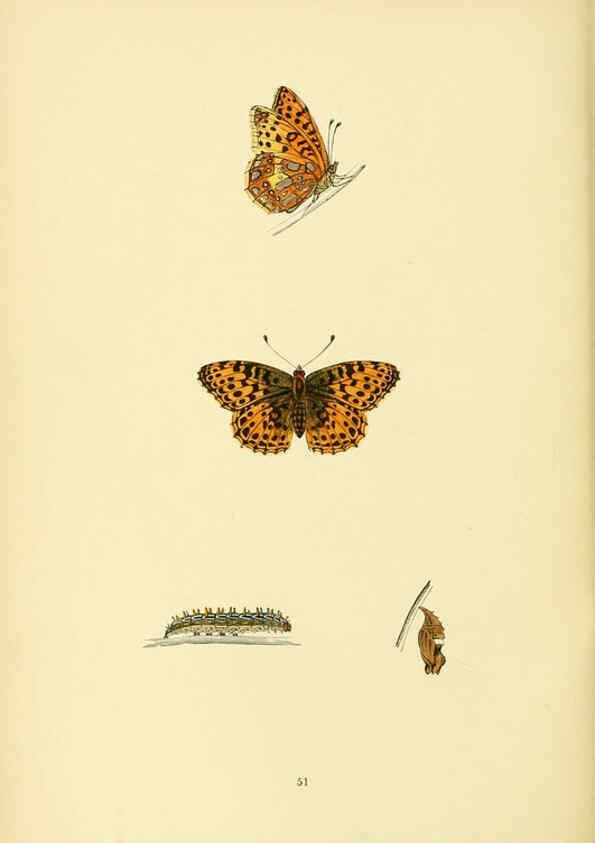 Reproducción/Reproduction 6073074855: A history of British butterflies London :John C. Nimmo,1890