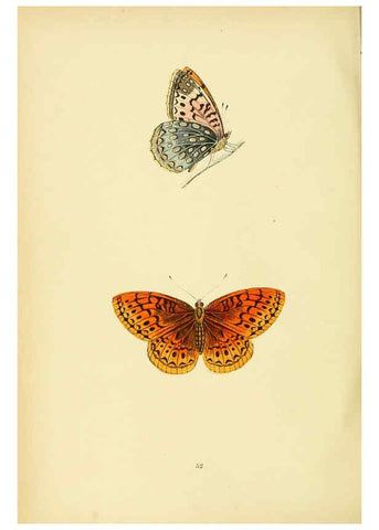 Reproducción/Reproduction 6073615622: A history of British butterflies London :John C. Nimmo,1890