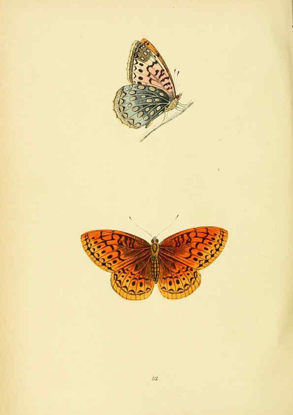 Reproducción/Reproduction 6073615622: A history of British butterflies London :John C. Nimmo,1890