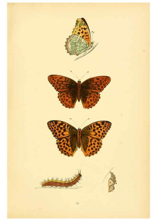 Reproducción/Reproduction 6073615948: A history of British butterflies London :John C. Nimmo,1890
