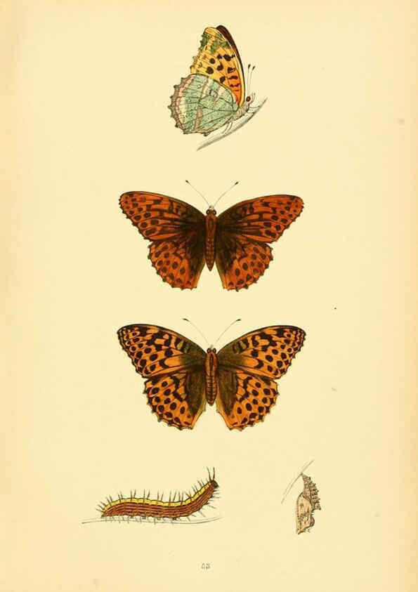 Reproducción/Reproduction 6073615948: A history of British butterflies London :John C. Nimmo,1890