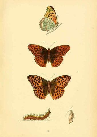 Reproducción/Reproduction 6073615948: A history of British butterflies London :John C. Nimmo,1890