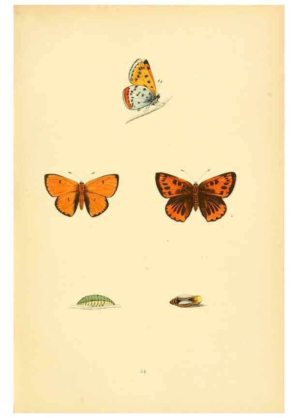 Reproducción/Reproduction 6073075773: A history of British butterflies London :John C. Nimmo,1890