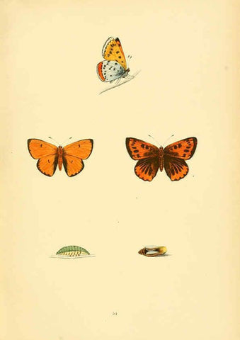 Reproducción/Reproduction 6073075773: A history of British butterflies London :John C. Nimmo,1890