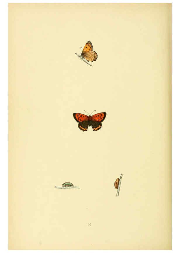 Reproducción/Reproduction 6073616380: A history of British butterflies London :John C. Nimmo,1890