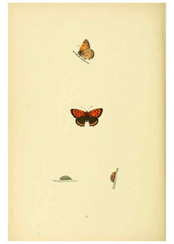 Reproducción/Reproduction 6073616380: A history of British butterflies London :John C. Nimmo,1890