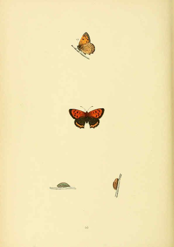 Reproducción/Reproduction 6073616380: A history of British butterflies London :John C. Nimmo,1890
