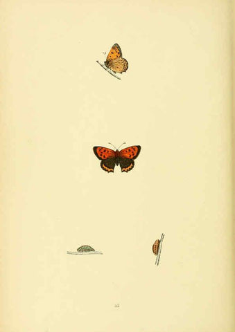 Reproducción/Reproduction 6073616380: A history of British butterflies London :John C. Nimmo,1890