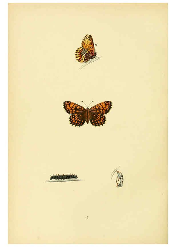 Reproducción/Reproduction 6073613982: A history of British butterflies London :John C. Nimmo,1890